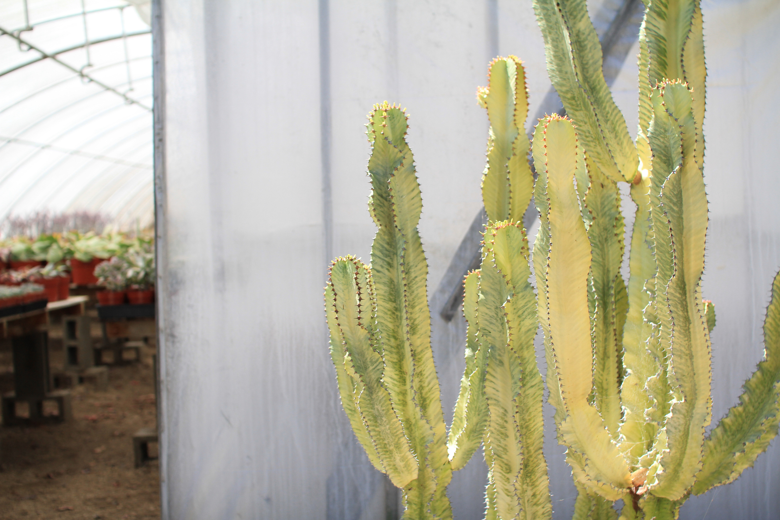 Rancho Vista Nursery in Vista, California. Quality cactus and succulents sold wholesale to the trade and public.